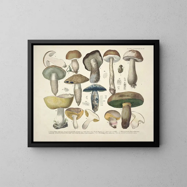 Rappresentazioni fedeli e descrizioni dei funghi commestibili, nocivi e sospetti Pl35 - J V Krombholz — quadro incorniciato alla parete