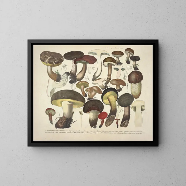 Rappresentazioni fedeli e descrizioni di funghi commestibili, nocivi e sospetti Pl36 - J V Krombholz — quadro incorniciato alla parete