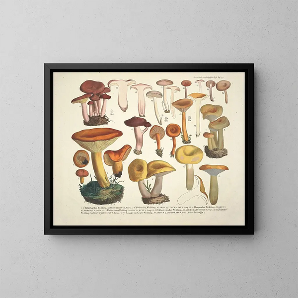 Rappresentazioni fedeli e descrizioni dei funghi commestibili, nocivi e sospetti Pl39 - J V Krombholz — quadro incorniciato alla parete