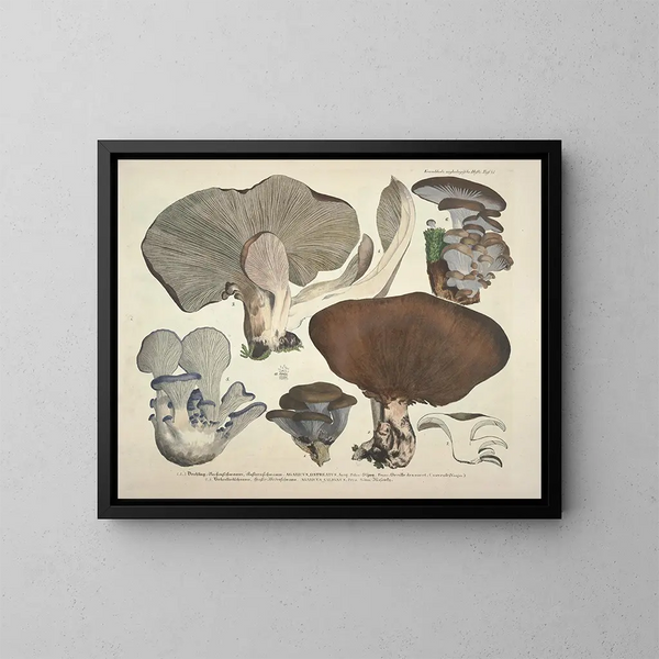 Rappresentazioni fedeli e descrizioni dei funghi commestibili, nocivi e sospetti Pl41 - J V Krombholz — quadro incorniciato alla parete
