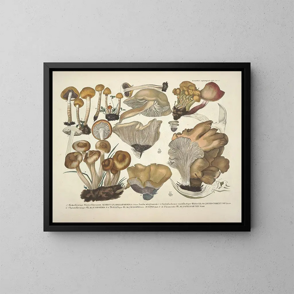 Rappresentazioni fedeli e descrizioni di funghi commestibili, nocivi e sospetti Pl42 - J V Krombholz — quadro incorniciato alla parete