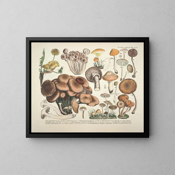Rappresentazioni fedeli e descrizioni dei funghi commestibili, nocivi e sospetti Pl43 - J V Krombholz — quadro incorniciato alla parete