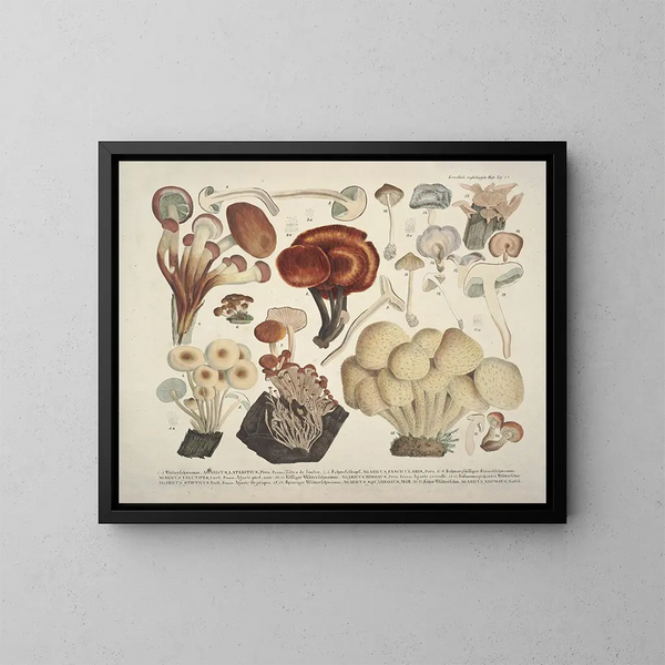 Rappresentazioni fedeli e descrizioni dei funghi commestibili, nocivi e sospetti Pl44 - J V Krombholz — quadro incorniciato alla parete