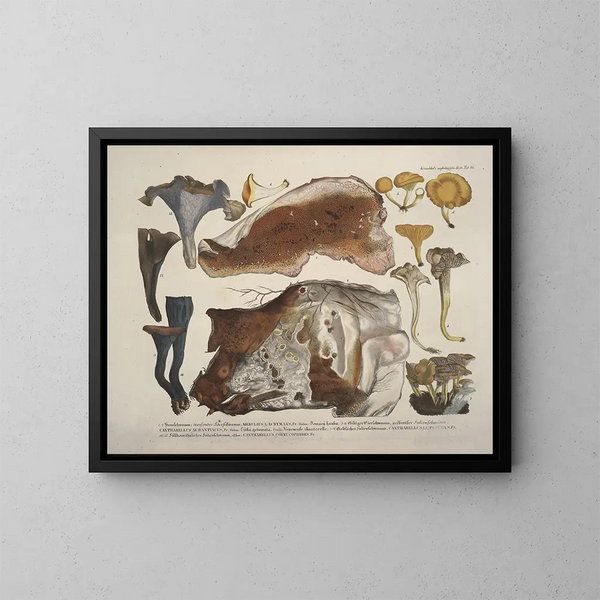 Rappresentazioni fedeli e descrizioni di funghi commestibili, nocivi e sospetti Pl46 - J V Krombholz — quadro incorniciato alla parete