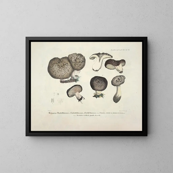Rappresentazioni fedeli e descrizioni dei funghi commestibili, nocivi e sospetti Pl49 - J V Krombholz — quadro incorniciato alla parete