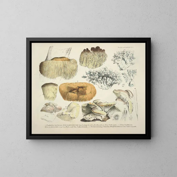 Rappresentazioni fedeli e descrizioni dei funghi commestibili, nocivi e sospetti Pl51 - J V Krombholz — quadro incorniciato alla parete