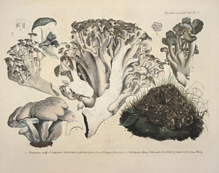J V Krombholz - Naturgetreue Abblidungen und Beschreibungen der essbaren schadlichen und verdachtigen Schwamme Pl52.webp