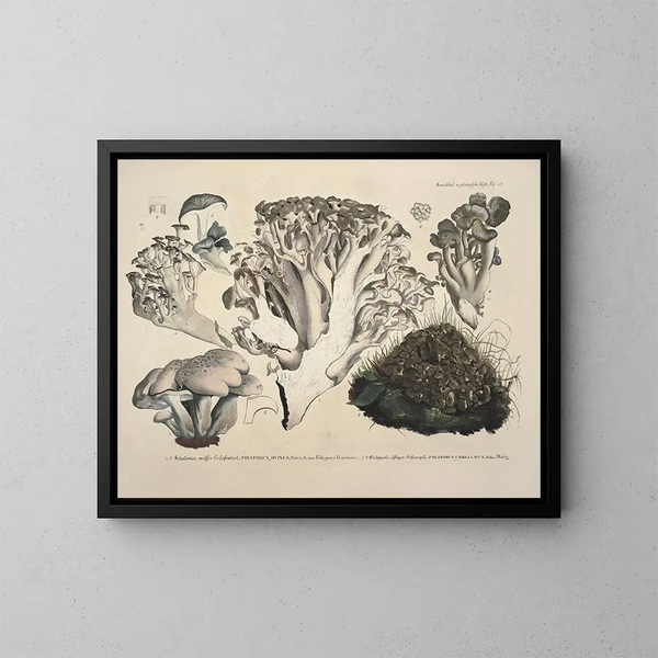Rappresentazioni fedeli e descrizioni di funghi commestibili, nocivi e sospetti Pl52 - J V Krombholz — quadro incorniciato alla parete