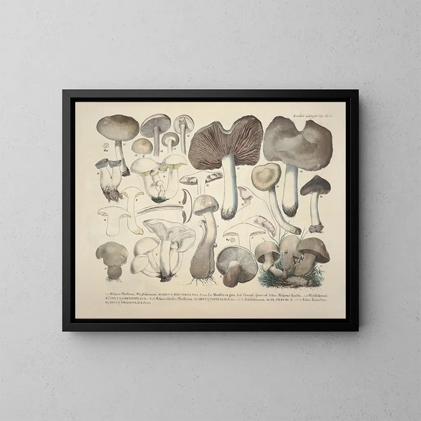 Rappresentazioni fedeli e descrizioni dei funghi commestibili, nocivi e sospetti Pl55 - J V Krombholz — quadro incorniciato alla parete