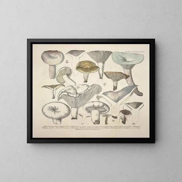 Rappresentazioni fedeli e descrizioni dei funghi commestibili, nocivi e sospetti Pl57 - J V Krombholz — quadro incorniciato alla parete