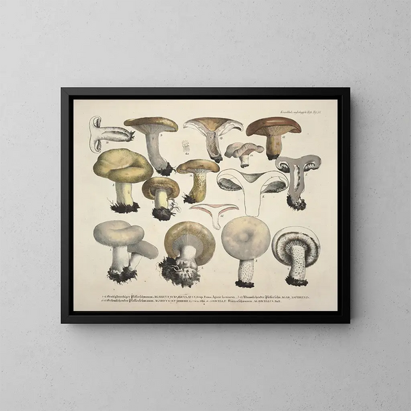 Rappresentazioni fedeli e descrizioni di funghi commestibili, nocivi e sospetti Pl58 - J V Krombholz — quadro incorniciato alla parete