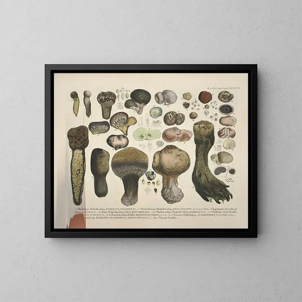 Rappresentazioni fedeli e descrizioni di funghi commestibili, nocivi e sospetti Pl60 - J V Krombholz — quadro incorniciato alla parete