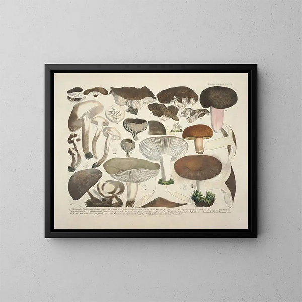Rappresentazioni fedeli e descrizioni dei funghi commestibili, nocivi e sospetti Pl61 - J V Krombholz — quadro incorniciato alla parete
