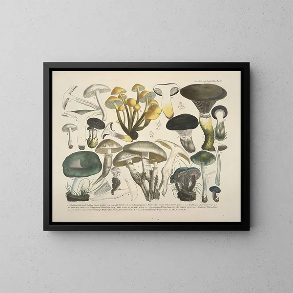 Rappresentazioni fedeli e descrizioni dei funghi commestibili, nocivi e sospetti Pl62 - J V Krombholz — quadro incorniciato alla parete