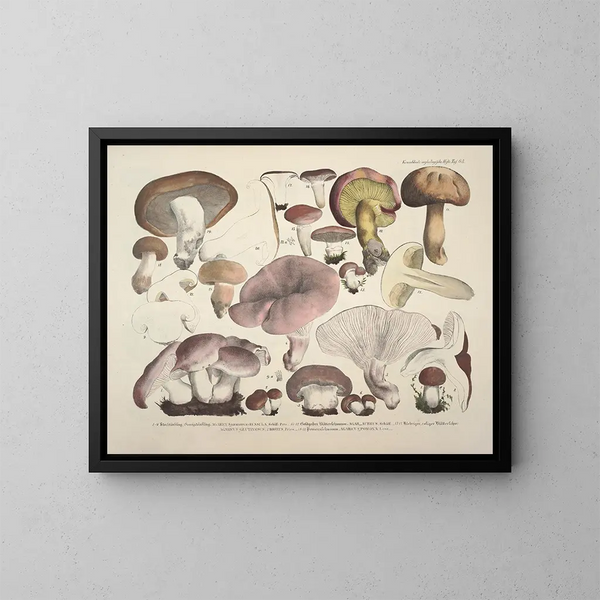 Rappresentazioni fedeli e descrizioni di funghi commestibili, nocivi e sospetti Pl63 - J V Krombholz — quadro incorniciato alla parete