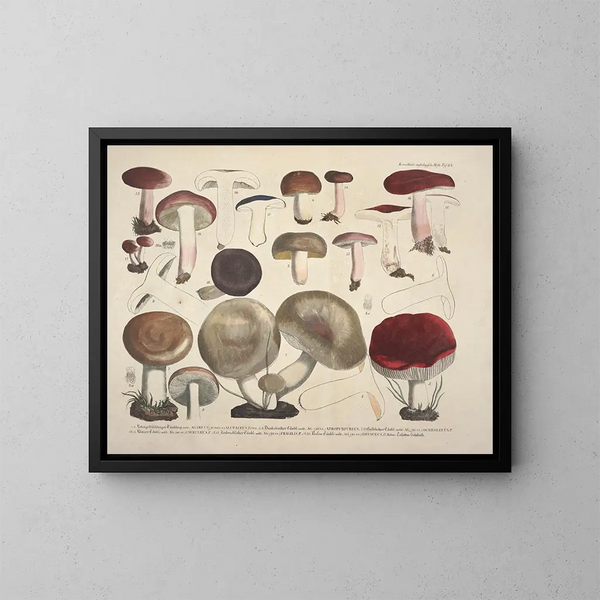 Rappresentazioni fedeli e descrizioni dei funghi commestibili, nocivi e sospetti Pl64 - J V Krombholz — quadro incorniciato alla parete