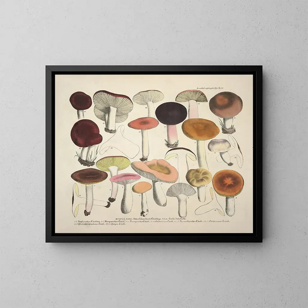 Rappresentazioni fedeli e descrizioni di funghi commestibili, nocivi e sospetti Pl66 - J V Krombholz — quadro incorniciato alla parete