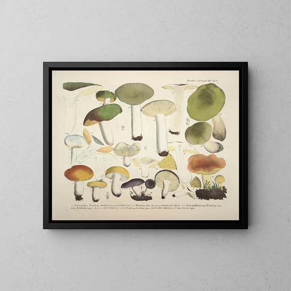 Rappresentazioni fedeli e descrizioni dei funghi commestibili, nocivi e sospetti Pl68 - J V Krombholz — quadro incorniciato alla parete