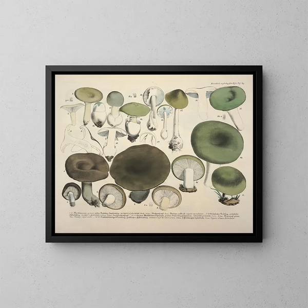 Rappresentazioni fedeli e descrizioni di funghi commestibili, nocivi e sospetti Pl69 - J V Krombholz — quadro incorniciato alla parete