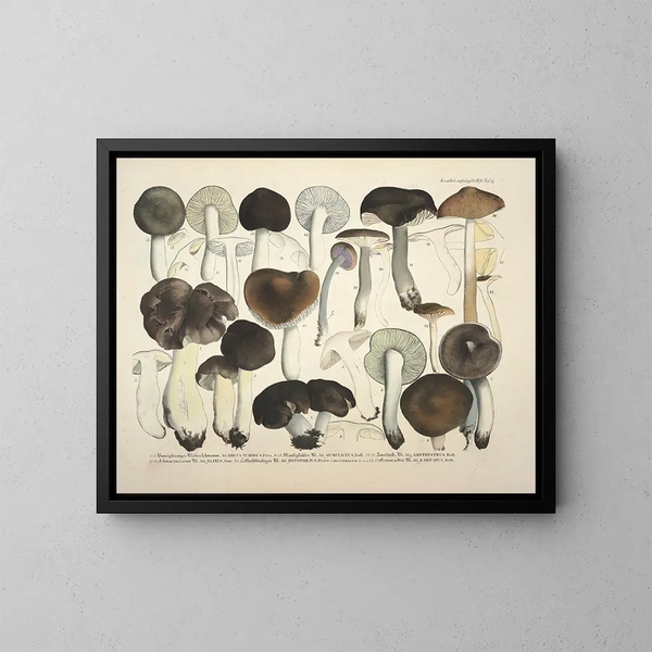 Rappresentazioni fedeli e descrizioni di funghi commestibili, nocivi e sospetti Pl72 - J V Krombholz — quadro incorniciato alla parete