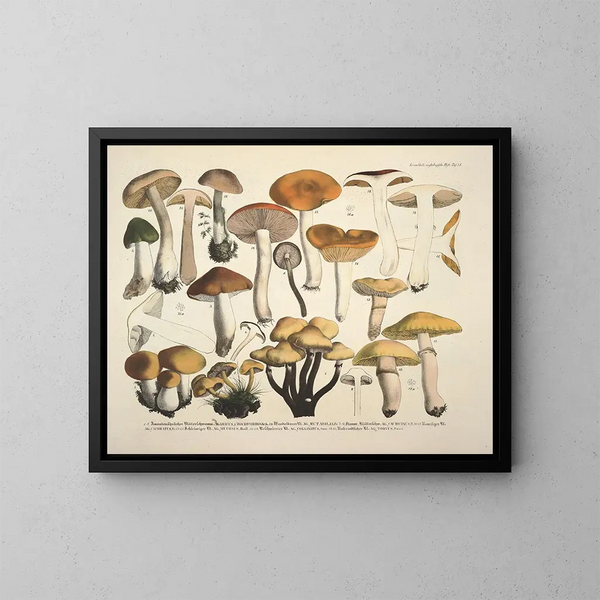 Rappresentazioni fedeli e descrizioni di funghi commestibili, nocivi e sospetti Pl73 - J V Krombholz — quadro incorniciato alla parete