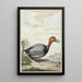 Fuligule milouin - Jabes Heenck — quadro incorniciato alla parete
