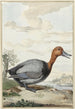 Fuligule milouin - Jabes Heenck — vista dell’opera