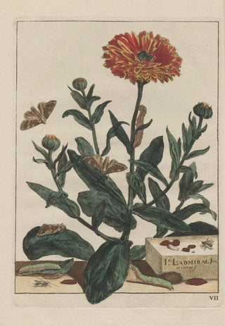 Jacob LAdmiral - Naauwkeurige Waarneemingen van veele gestaltverwisselende gekorvene diertjes Pl07.webp