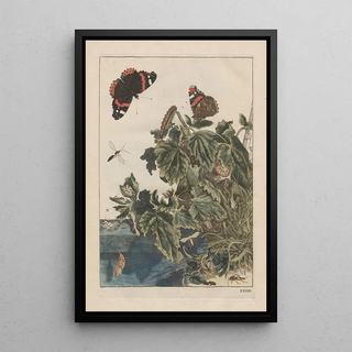 Jacob LAdmiral - Naauwkeurige Waarneemingen van veele gestaltverwisselende gekorvene diertjes Pl24.webp