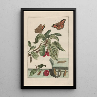 Jacob LAdmiral - Naauwkeurige waarneemingen omtrent de veranderingen van veele insekten of gekorvene diertjes Pl15.webp