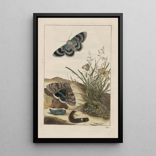 Jacob LAdmiral - Naauwkeurige waarneemingen omtrent de veranderingen van veele insekten of gekorvene diertjes Pl25.webp