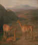 Vigognes - Jacques-Laurent Agasse — vista dell’opera