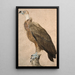 Vautour brun - Jacques Barraband — quadro incorniciato alla parete