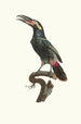L'Aracari Koulik mâle de la Guyane - Jacques Barraband — vista dell’opera