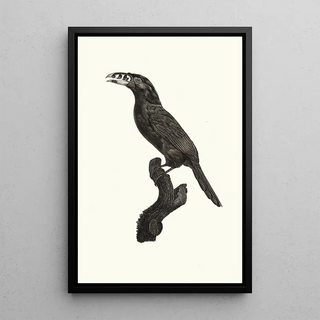 Jacques Barraband - LAracari Koulik mle du Brsil.webp