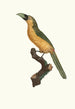 L'Aracari baillon - Jacques Barraband — vista dell’opera