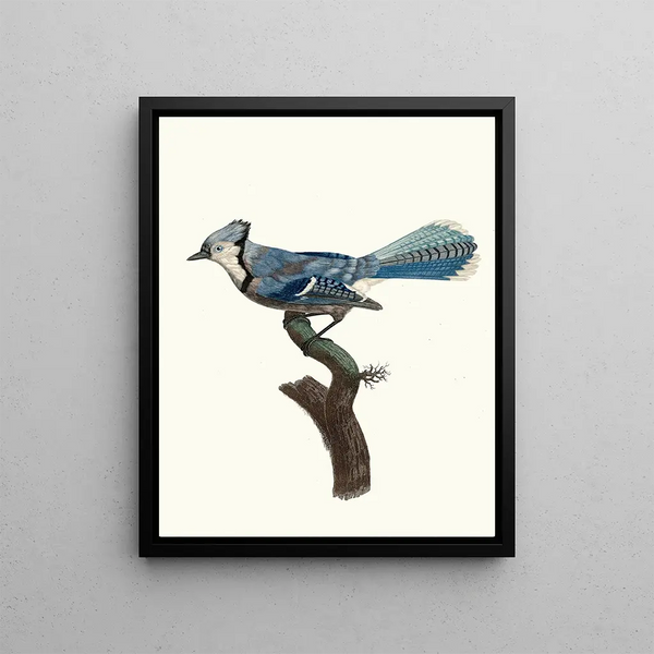 Le Geai bleu - Jacques Barraband — quadro incorniciato alla parete