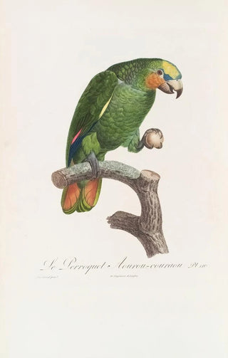 Jacques Barraband - Le Perroquet Aourou Cauraou.webp