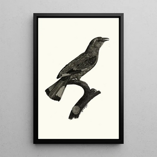 Jacques Barraband - Le Rollier vari dAfrique.webp