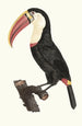 Le Toucan - Jacques Barraband — vista dell’opera