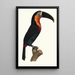 Le grand Toucan gorge orange - Jacques Barraband — quadro incorniciato alla parete