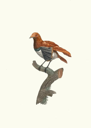 Jacques Barraband - Varit de Manucode.webp