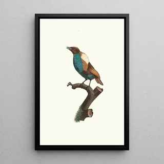 Jacques Barraband - Varit du Magnifique.webp