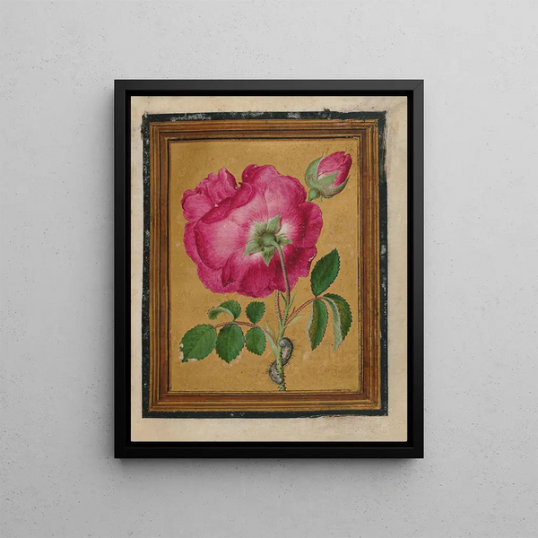 Jacques Le Moyne de Morgues - Paintings of Flowers Butterflies and Insects Pl3.webp