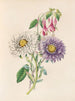 Aster di Cina e fucsia - James Ackerman — vista dell’opera