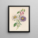 Aster di Cina e fucsia - James Ackerman — quadro incorniciato alla parete