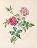La Rose - James Ackerman — vista dell’opera