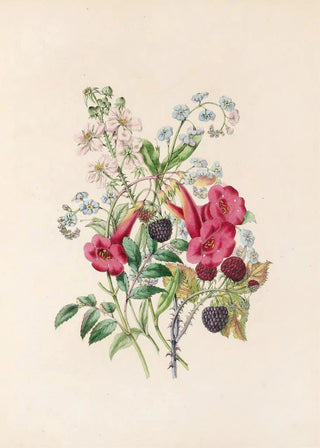 James Ackerman - TrumpetFlower ForgetMeNot And Raspberry.webp