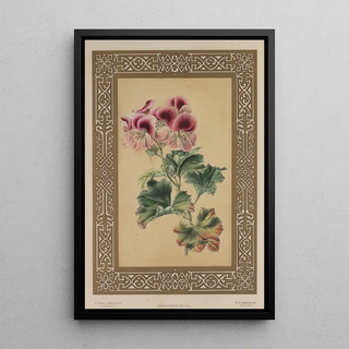 James Andrews - The Geranium.webp