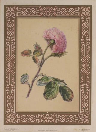 James Andrews - The Moss Rose.webp